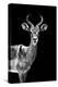 Safari Profile Collection - Antelope Black Edition-Philippe Hugonnard-Premier Image Canvas