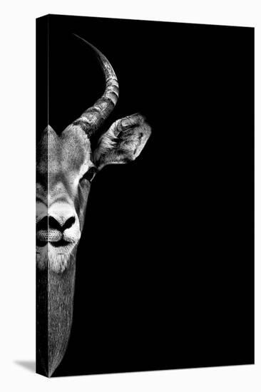 Safari Profile Collection - Antelope Face Black Edition-Philippe Hugonnard-Premier Image Canvas