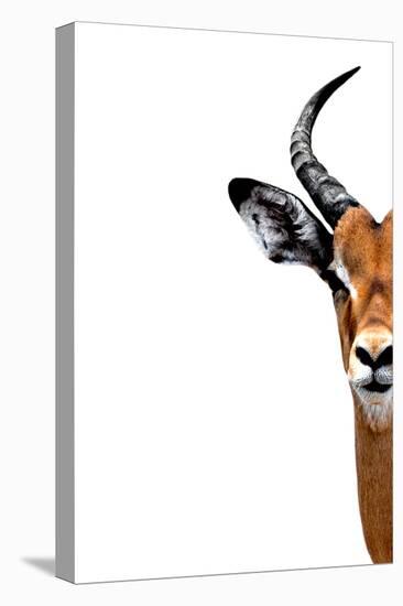 Safari Profile Collection - Antelope Face White Edition II-Philippe Hugonnard-Premier Image Canvas