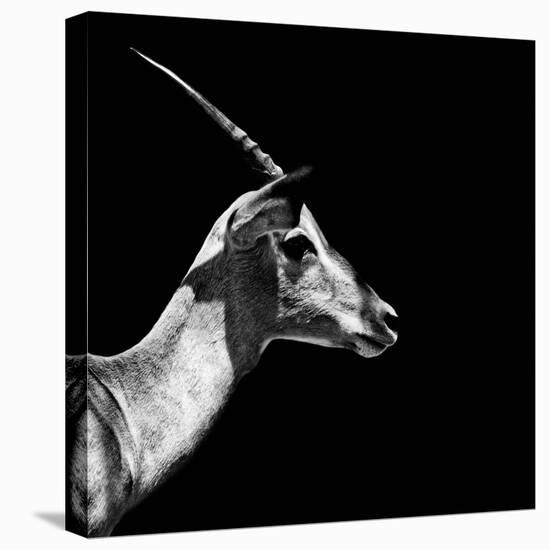 Safari Profile Collection - Antelope Impala Black Edition III-Philippe Hugonnard-Premier Image Canvas