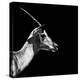 Safari Profile Collection - Antelope Impala Black Edition III-Philippe Hugonnard-Premier Image Canvas