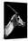 Safari Profile Collection - Antelope Impala Black Edition V-Philippe Hugonnard-Premier Image Canvas