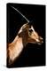 Safari Profile Collection - Antelope Impala Black Edition VI-Philippe Hugonnard-Premier Image Canvas