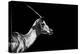 Safari Profile Collection - Antelope Impala Black Edition-Philippe Hugonnard-Premier Image Canvas