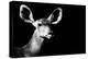 Safari Profile Collection - Antelope Impala Portrait Black Edition II-Philippe Hugonnard-Premier Image Canvas
