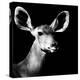 Safari Profile Collection - Antelope Impala Portrait Black Edition VI-Philippe Hugonnard-Premier Image Canvas