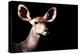 Safari Profile Collection - Antelope Impala Portrait Black Edition-Philippe Hugonnard-Premier Image Canvas