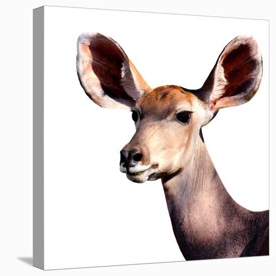 Safari Profile Collection - Antelope Impala Portrait White Edition V-Philippe Hugonnard-Premier Image Canvas