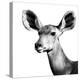 Safari Profile Collection - Antelope Impala Portrait White Edition VI-Philippe Hugonnard-Premier Image Canvas