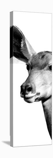 Safari Profile Collection - Antelope Impala Portrait White Edition X-Philippe Hugonnard-Premier Image Canvas