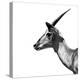 Safari Profile Collection - Antelope Impala White Edition III-Philippe Hugonnard-Premier Image Canvas