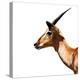Safari Profile Collection - Antelope Impala White Edition IV-Philippe Hugonnard-Premier Image Canvas