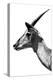 Safari Profile Collection - Antelope Impala White Edition V-Philippe Hugonnard-Premier Image Canvas