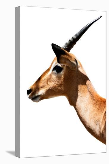 Safari Profile Collection - Antelope Impala White Edition VI-Philippe Hugonnard-Premier Image Canvas