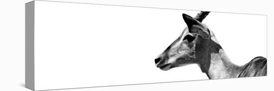 Safari Profile Collection - Antelope Impala White Edition VII-Philippe Hugonnard-Premier Image Canvas