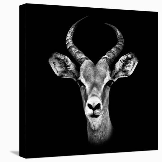 Safari Profile Collection - Antelope Portrait Black Edition III-Philippe Hugonnard-Premier Image Canvas