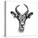 Safari Profile Collection - Antelope Portrait White Edition III-Philippe Hugonnard-Premier Image Canvas