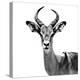 Safari Profile Collection - Antelope White Edition V-Philippe Hugonnard-Premier Image Canvas