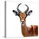 Safari Profile Collection - Antelope White Edition VI-Philippe Hugonnard-Premier Image Canvas