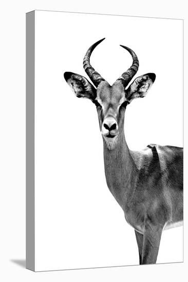 Safari Profile Collection - Antelope White Edition-Philippe Hugonnard-Premier Image Canvas
