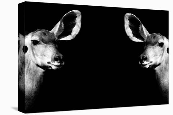 Safari Profile Collection - Antelopes Impalas Face to Face Black Edition II-Philippe Hugonnard-Premier Image Canvas