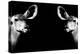 Safari Profile Collection - Antelopes Impalas Face to Face Black Edition II-Philippe Hugonnard-Premier Image Canvas