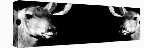 Safari Profile Collection - Antelopes Impalas Face to Face Black Edition IV-Philippe Hugonnard-Premier Image Canvas