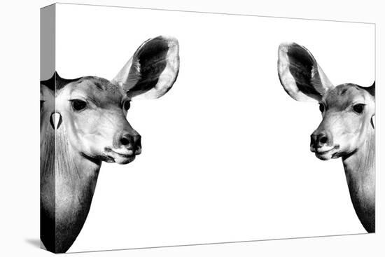 Safari Profile Collection - Antelopes Impalas Face to Face White Edition II-Philippe Hugonnard-Premier Image Canvas