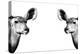 Safari Profile Collection - Antelopes Impalas Face to Face White Edition II-Philippe Hugonnard-Premier Image Canvas