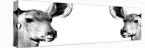 Safari Profile Collection - Antelopes Impalas Face to Face White Edition IV-Philippe Hugonnard-Premier Image Canvas