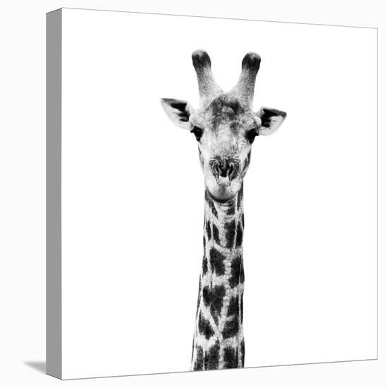 Safari Profile Collection - Giraffe Portrait White Edition IV-Philippe Hugonnard-Premier Image Canvas