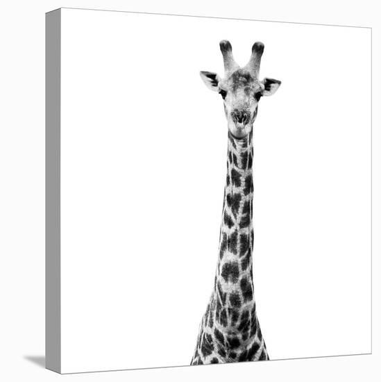 Safari Profile Collection - Giraffe White Edition VI-Philippe Hugonnard-Premier Image Canvas