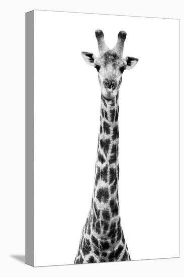 Safari Profile Collection - Giraffe White Edition VIII-Philippe Hugonnard-Premier Image Canvas