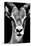 Safari Profile Collection - Portrait of Antelope Black Edition-Philippe Hugonnard-Premier Image Canvas