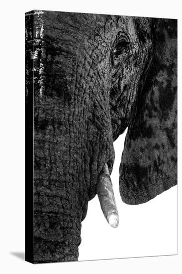 Safari Profile Collection - Portrait of Elephant White Edition-Philippe Hugonnard-Premier Image Canvas