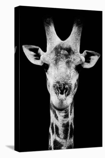 Safari Profile Collection - Portrait of Giraffe Black Edition V-Philippe Hugonnard-Premier Image Canvas