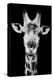 Safari Profile Collection - Portrait of Giraffe Black Edition V-Philippe Hugonnard-Premier Image Canvas