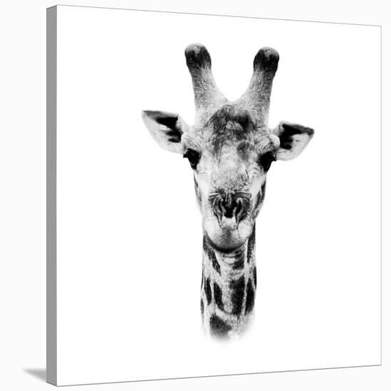 Safari Profile Collection - Portrait of Giraffe White Edition IV-Philippe Hugonnard-Premier Image Canvas