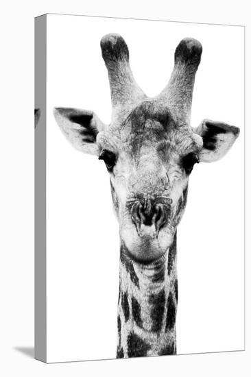 Safari Profile Collection - Portrait of Giraffe White Edition V-Philippe Hugonnard-Premier Image Canvas