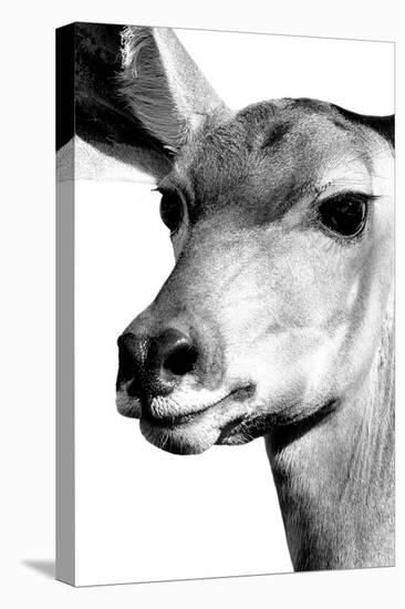 Safari Profile Collection - Portrait of Impala White Edition-Philippe Hugonnard-Premier Image Canvas
