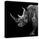 Safari Profile Collection - Rhino Black Edition II-Philippe Hugonnard-Premier Image Canvas