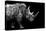 Safari Profile Collection - Rhino Black Edition-Philippe Hugonnard-Premier Image Canvas