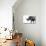 Safari Profile Collection - Rhino White Edition-Philippe Hugonnard-Premier Image Canvas displayed on a wall