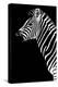 Safari Profile Collection - Zebra Black Edition III-Philippe Hugonnard-Premier Image Canvas