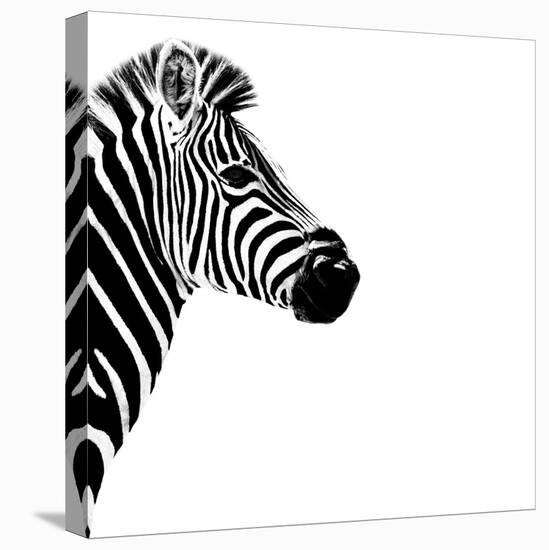 Safari Profile Collection - Zebra Portrait White Edition III-Philippe Hugonnard-Premier Image Canvas