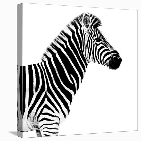 Safari Profile Collection - Zebra White Edition II-Philippe Hugonnard-Premier Image Canvas