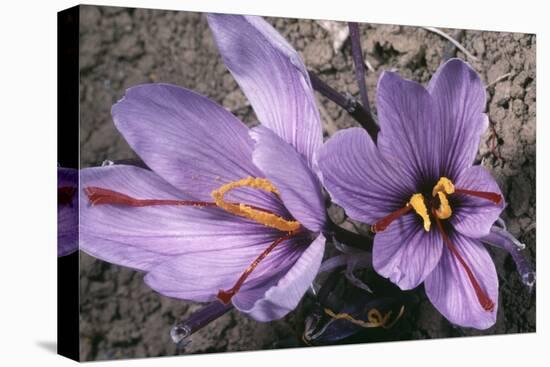 Saffron Crocus Source of Saffron-null-Premier Image Canvas