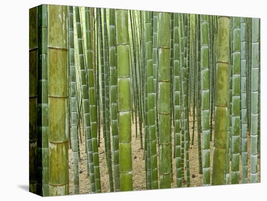 Sagano Bamboo Forest in Kyoto-Rudy Sulgan-Premier Image Canvas