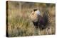 Sage Grouse, Courtship Display-Ken Archer-Premier Image Canvas