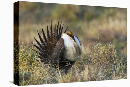 Sage Grouse, Courtship Display-Ken Archer-Premier Image Canvas